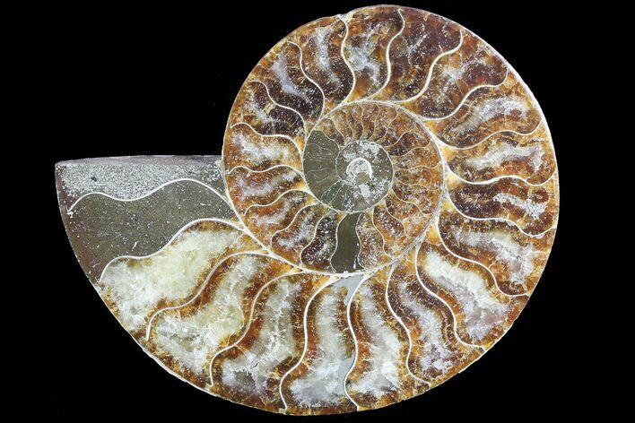 Polished Ammonite Fossil (Half) - Agatized #72946